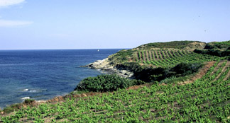 /image 1 Sciaccarello