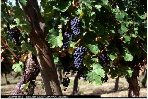 /image 1 Cabernet Franc