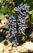 Cabernet Sauvignon /image 1 Cabernet Sauvignon