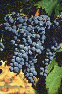 /image 1 Carignan noir