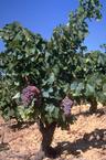 /image 1 Grenache gris