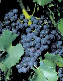 /image 1 Grenache (noir)