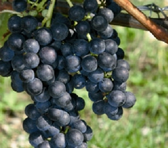 Mondeuse /image 1 Mondeuse