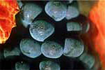 Pinot meunier (& Meunier) /image 1 Pinot meunier (& Meunier)