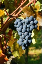/image 1 Pinot noir
