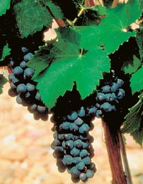 /image 1 Syrah
