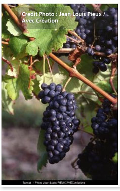 /image 1 Tannat