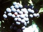 Malbec /image 1 Malbec