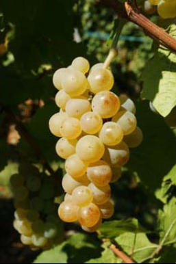 /image 1 Auxerrois