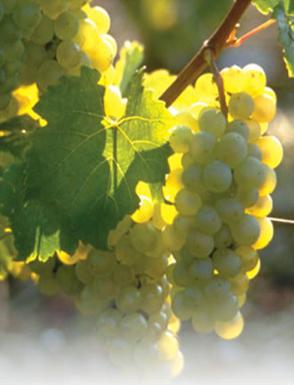 /image 1 Chardonnay