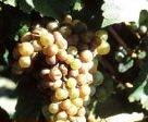 /image 1 Chenin blanc
