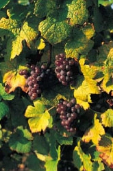 /image 1 Gewurztraminer
