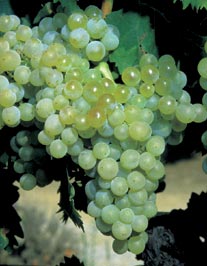 Grenache blanc /image 1 Grenache blanc