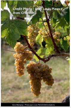 Gros manseng /image 1 Gros manseng