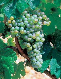 /image 1 Marsanne