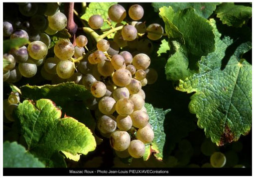 /image 1 Mauzac