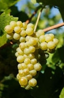 Pinot blanc /image 1 Pinot blanc
