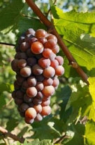 /image 1 Pinot gris