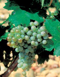 /image 1 Roussanne