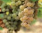 /image 1 Sauvignon blanc