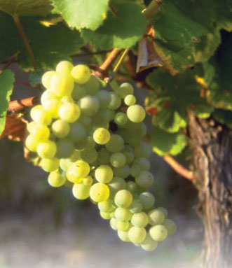 Savagnin /image 1 Savagnin