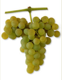 Sémillon /image 1 Sémillon