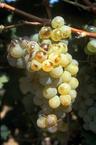/image 1 Vermentino